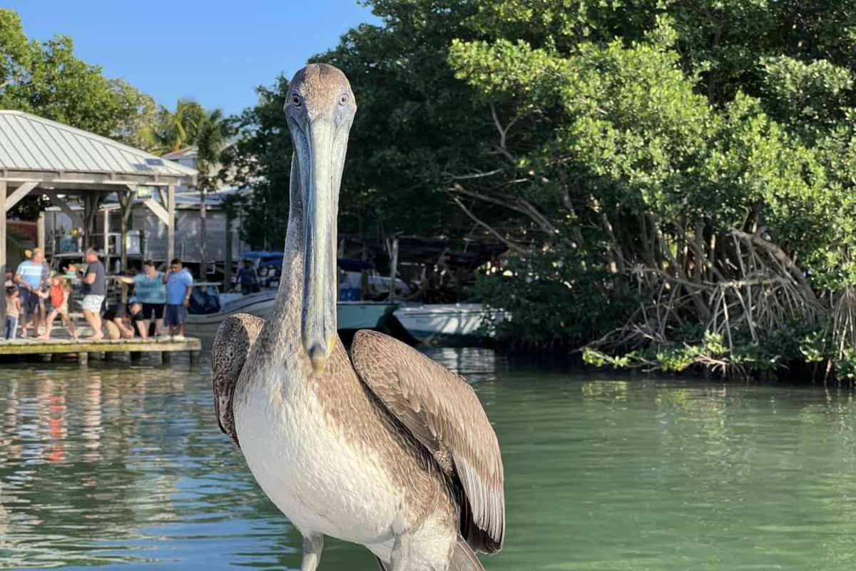 White Sands Cove San Pedro (Ambergris Caye) Exterior foto