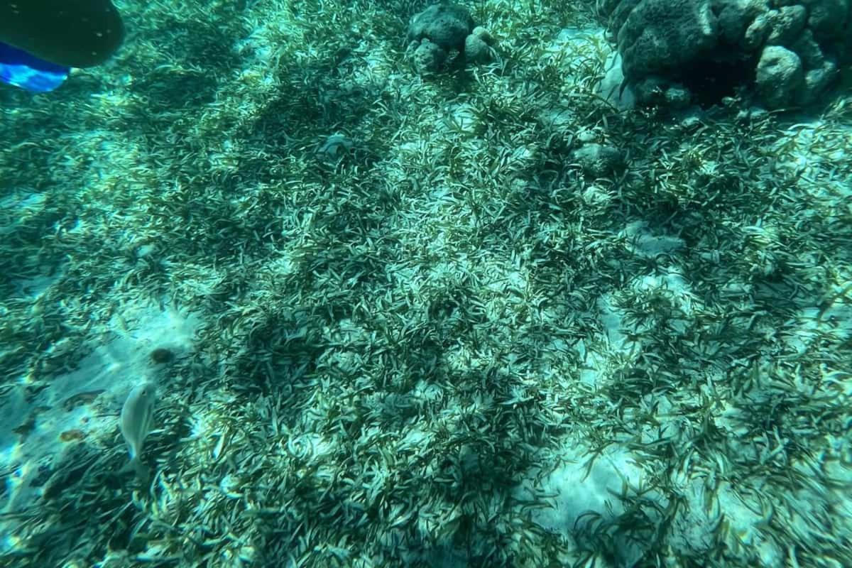 White Sands Cove San Pedro (Ambergris Caye) Exterior foto